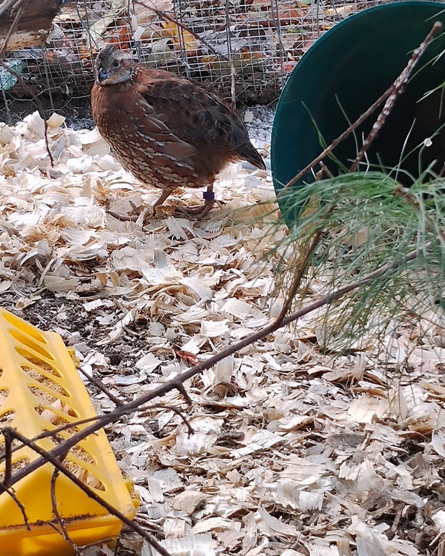 Quail chicks in the barn