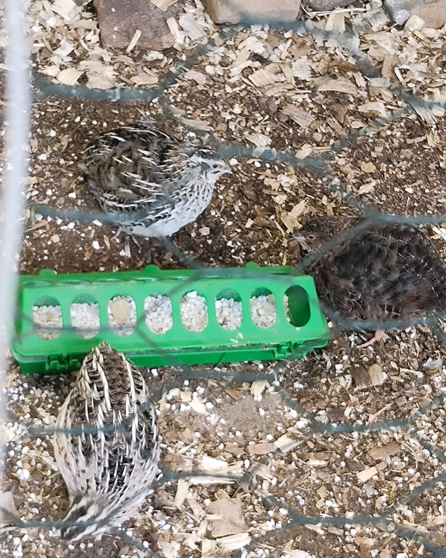 Quail roosting area